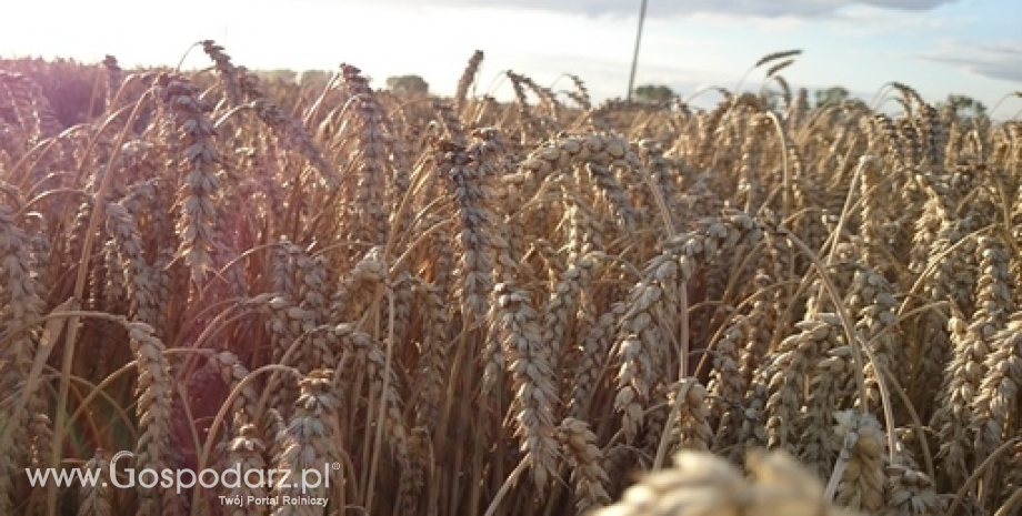 Rynek zbóż w Polsce (31.03.2024)