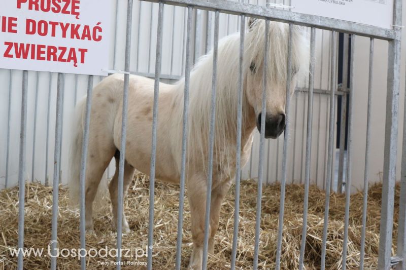 Krajowa Wystawa Zwierząt Hodowlanych w Poznaniu 2017 (piątek, 5 maja)