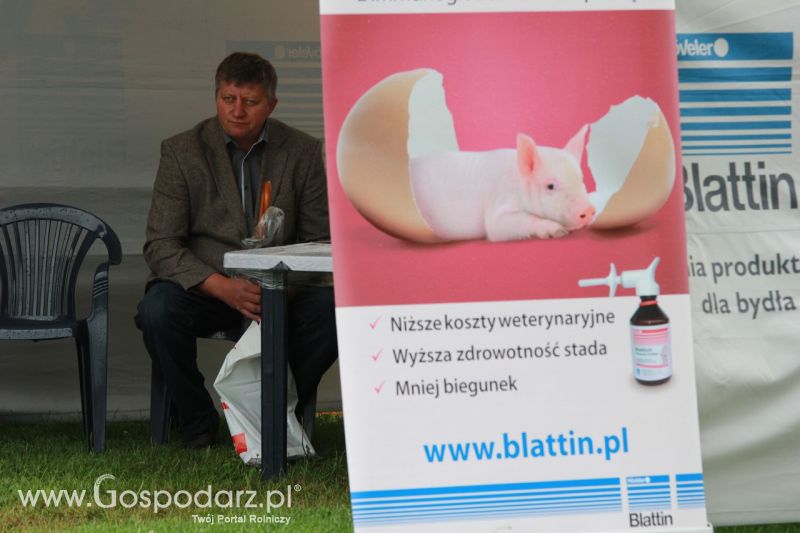 Festiwal Wieprzowiny w Bełżycach - niedziela