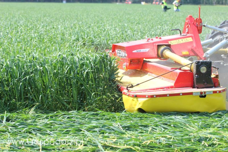 Zielone AGRO SHOW – POLSKIE ZBOŻA 2014 w Sielinku - niedziela