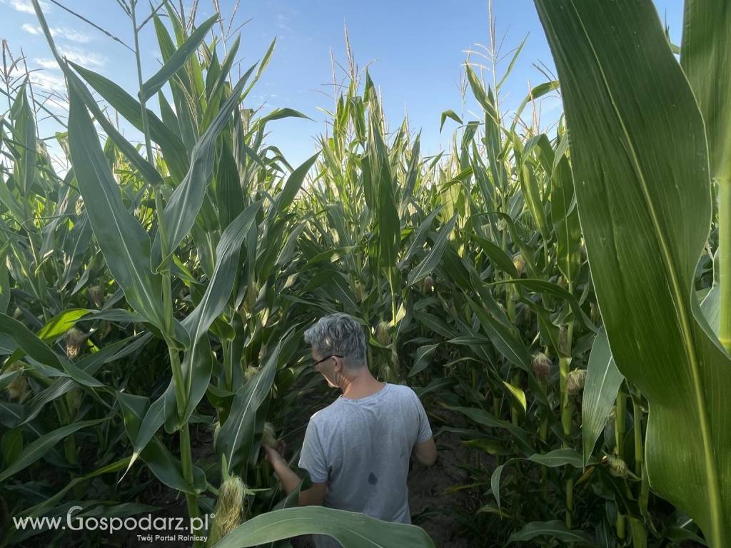 4.5 ha kukurydzy na kiszonkę 3