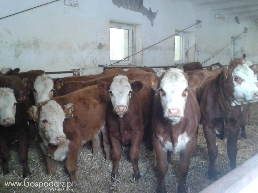 SPRZEDAŻ CIELĄT RAS MIĘSNYCH I HF ZAKŁADY MIĘSNE ZM BM KOBYLIN 4