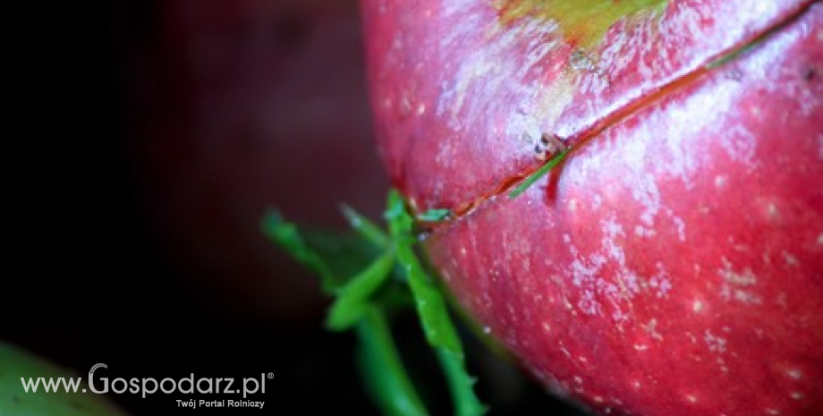 Ceny jabłek w Polsce (czerwiec 2013)