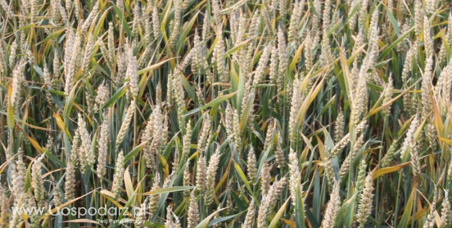 Unijne zapasy pszenicy powinny spaść o blisko 40% w nowym sezonie