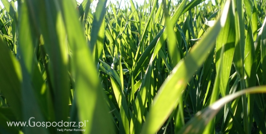 Rynek zbóż w Polsce (5.05.2024)