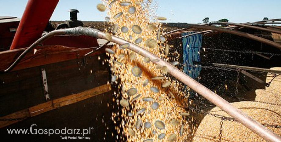 Notowania zbóż i oleistych. Niewielkie wzrosty na Matif (7.09.2015)