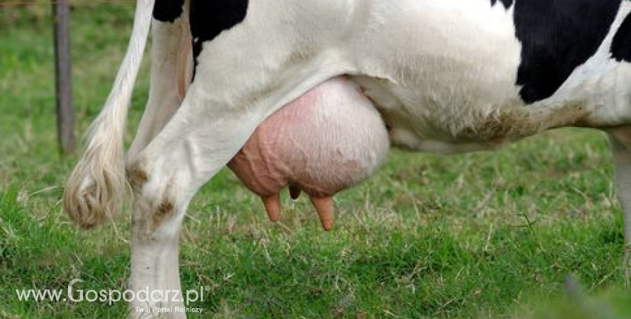 Groźba przekroczenia krajowej kwoty dostaw o 1%. Skup mleka w Polsce (kwiecień 2012 - styczeń 2013 roku)