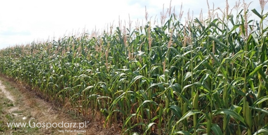 Notowania zbóż i oleistych. Dane eksportowe wsparły notowania pszenicy i kukurydzy w USA, w UE kontrakty zbożowe nadal taniały