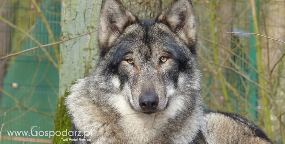 Rząd Polski utrzymuje status quo ochrony wilka