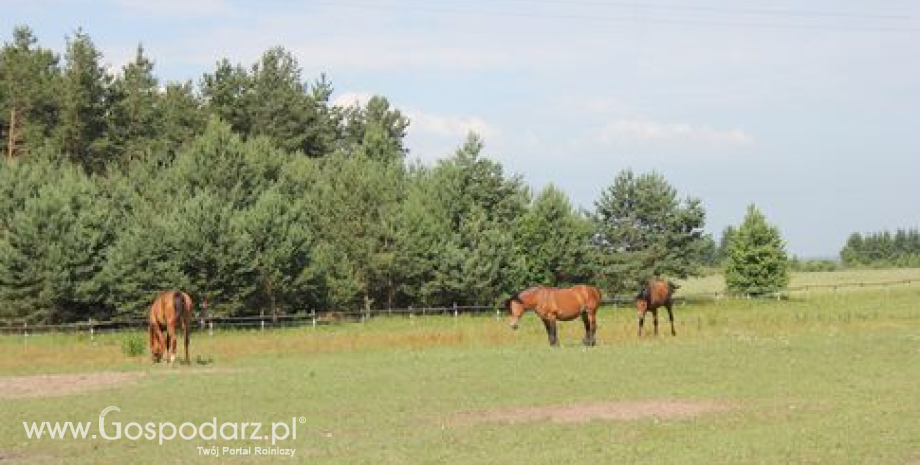 Negatywny wydźwięk ocen opłacalności produkcji rolnej