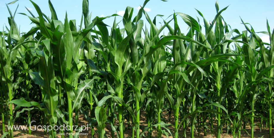 Kierunki  użytkowania  kukurydzy