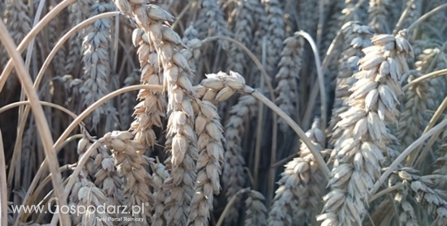 Notowania zbóż i oleistych. Pszenica spadła pod wpływem umocnienia się euro i prognozy USDA (10.12.2015)