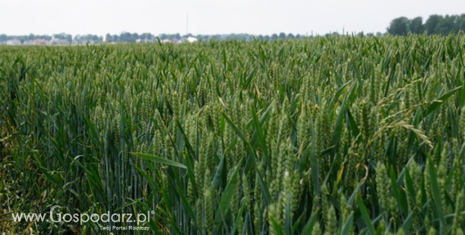 KE prognozuje tegoroczne zbiory zbóż w Polsce na ponad 34 mln ton