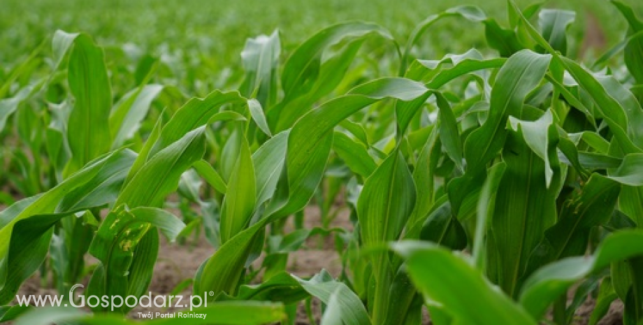 Nadal maleją prognozy plonowania unijnej kukurydzy