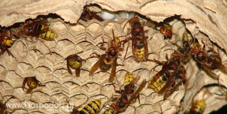 Plaga szerszeni w południowej części Polski