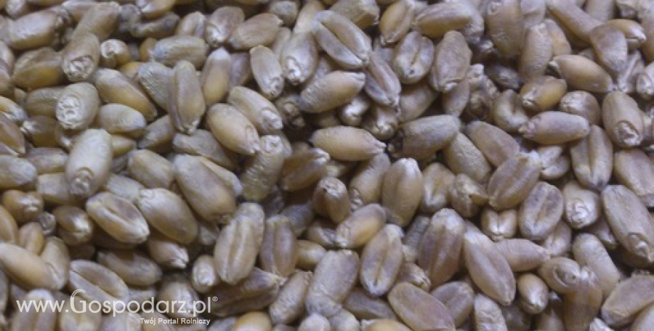 Niższy eksport zbóż z Kazachstanu