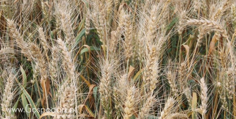 Polska zaimportowała spoza UE 2,25 mln ton zbóż w sezonie 2022/23