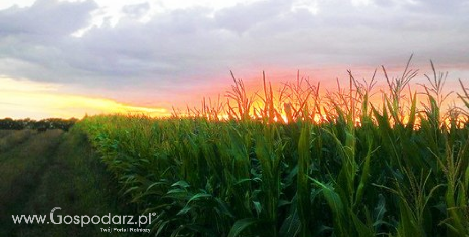 Notowania zbóż i oleistych. W USA kukurydza i soja najtańsze od 6 miesięcy (17.03.2015)