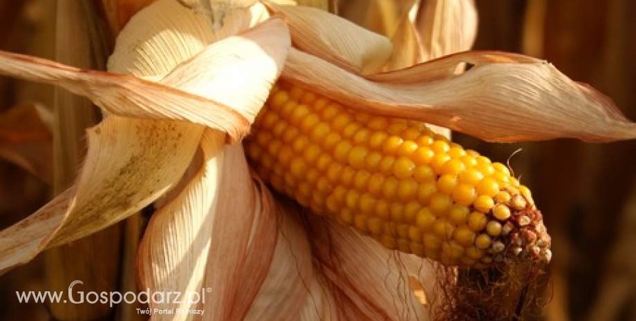 W środę przeważały spadki na giełdowym rynku zbóż (14.11.2013)