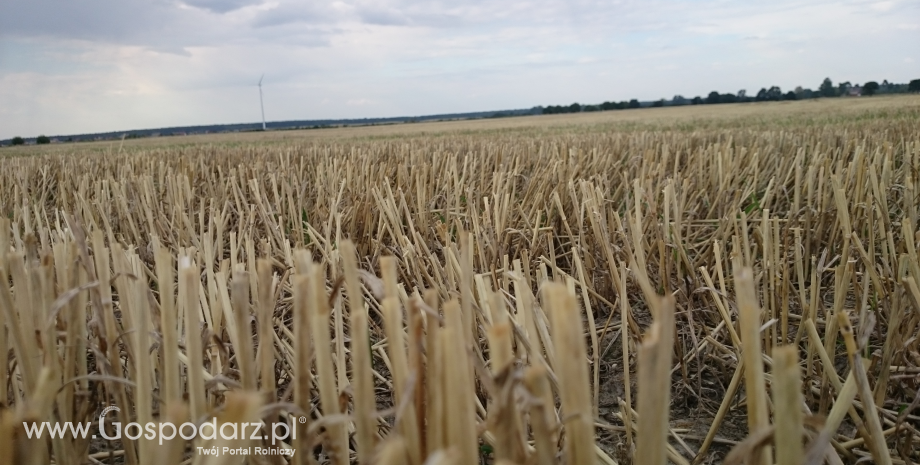 Ceny zbóż w skupie (16-23.08.2015)