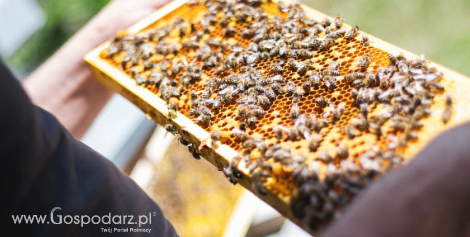 Wsparcie do przezimowanych rodzin pszczelich – nabór trwa do końca maja, do tej pory wpłynęło 26 tys. wniosków
