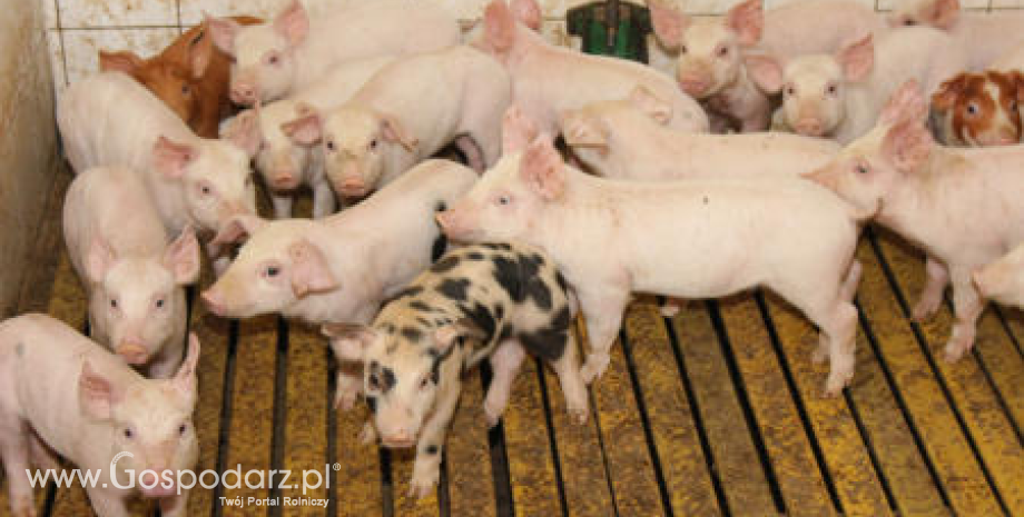 Publikacja przez Światową Organizację Zdrowia Zwierząt (WOAH) zaktualizowanej deklaracji dotyczącej statusu państwa wolnego od choroby pęcherzykowej świń (SVD)