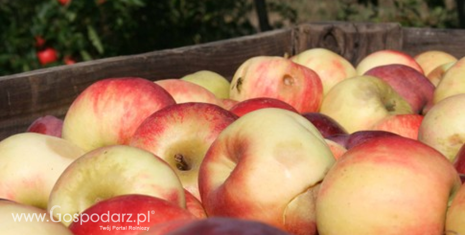 Wysokie zapasy jabłek w Polsce i UE