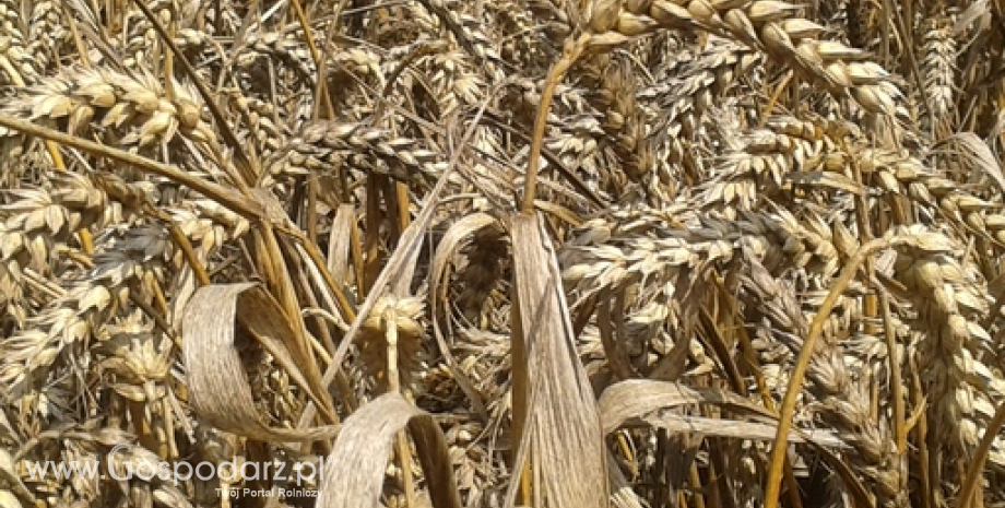 USDA podnosi prognozy światowej produkcji zbóż w obecnym sezonie