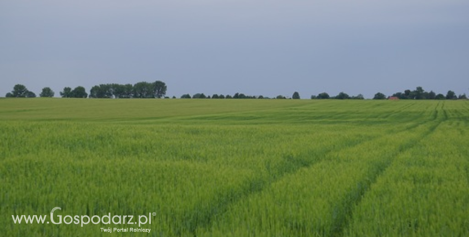Rynek zbóż w Polsce i na świecie (08-14.06.2015)