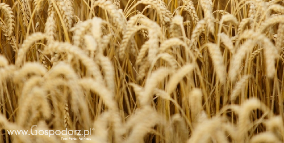 Podanie przez Argentynę błędnych prognoz było przyczyną piątkowych wzrostów na rynku pszenicy (22.10.2013)