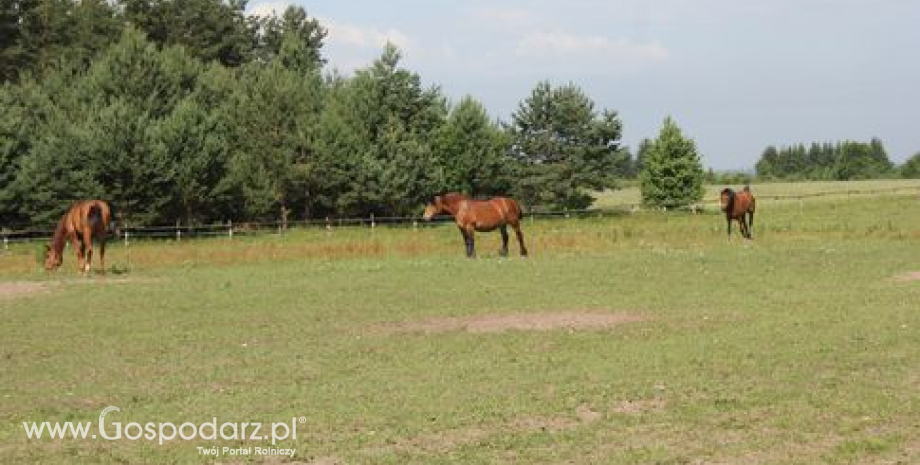 Pesymistyczne oceny na temat bieżącej opłacalności produkcji rolniczej