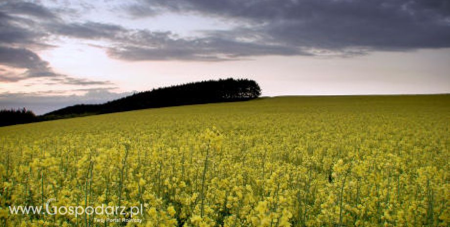 Ceny oleistych na giełdach światowych – 29.02.2012