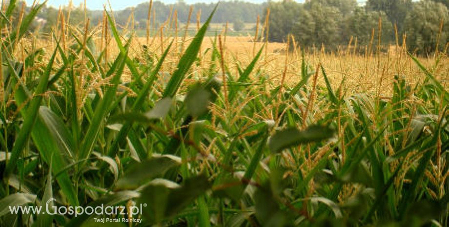 Tydzień na rynku giełdowym zbóż – 7.05.2012