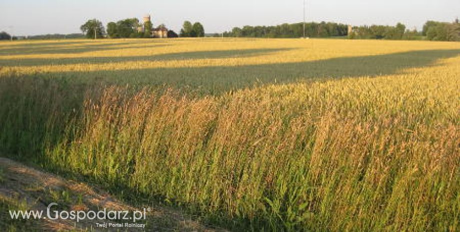 Tydzień na rynku giełdowym zbóż – 06.02.2012