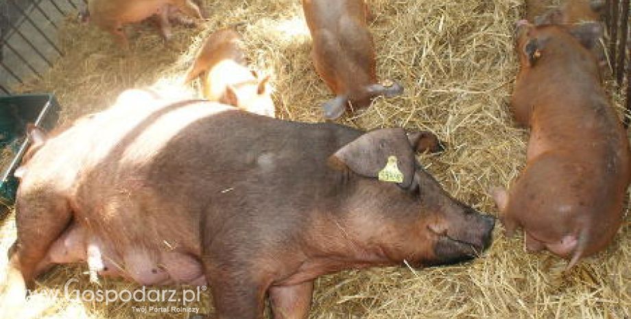 ZM SALUS przygotowane do przeprowadzania certyfikacji Systemu Gwarantowanej Jakości Żywności  QAFP w zakresie Zeszytu Branżowego „Kulinarne Mięso Wieprzowe”