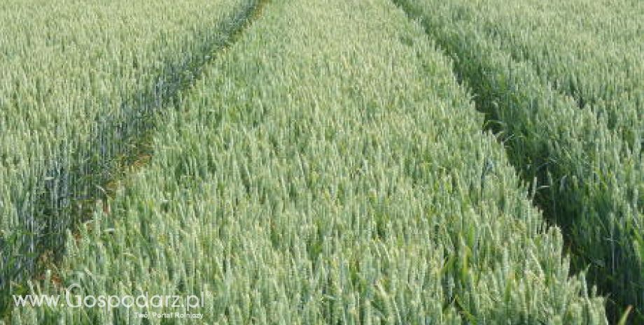 Ceny zbóż kontynuują wzrosty na światowych giełdach - 2.02.2012