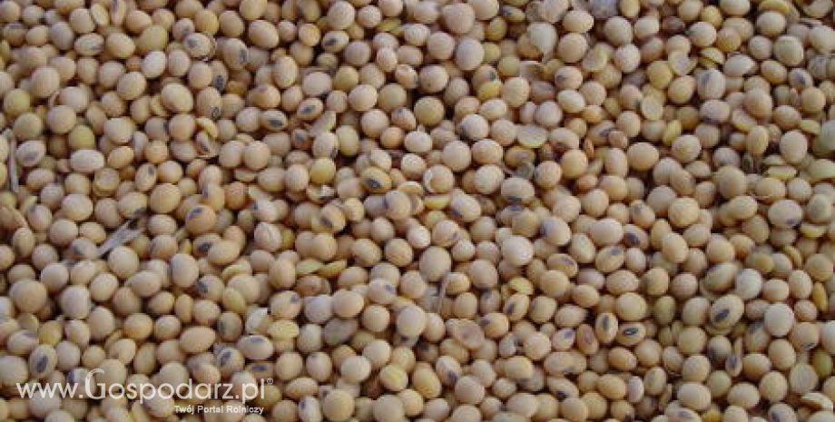 Ceny na światowym rynku zbóż – 22.02.2012