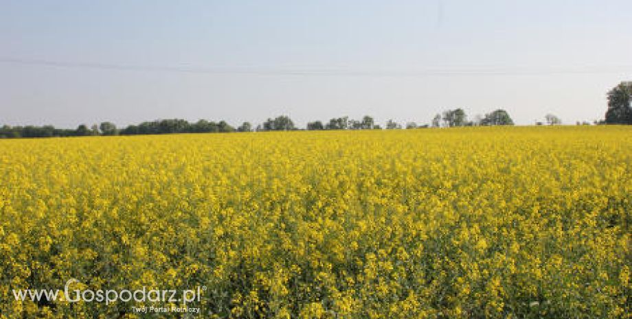 Notowania oleistych na giełdach światowych 14.05.2012