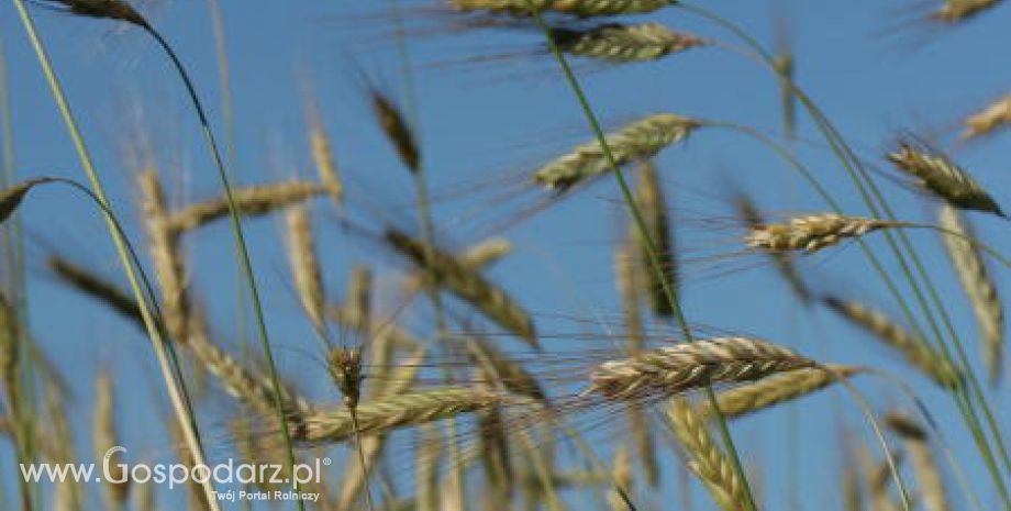 10.02.2012 Czwartkowy raport USDA przełożył sie na giełdowe notowania zbóż