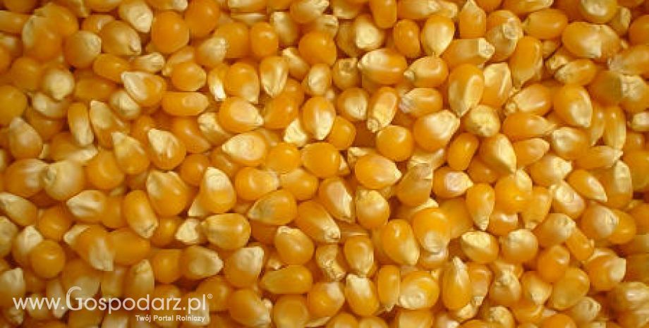Ceny zbóż na giełdach światowych –7.03.2012