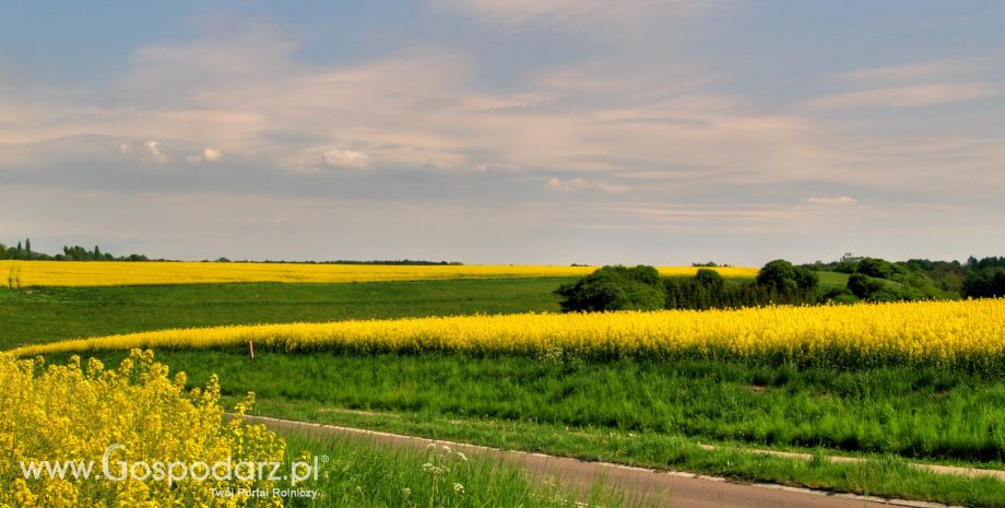 27.03.2012 - Oleiste - Futures na soję i rzepak osiągnęły wczoraj wielomiesięczne maksima