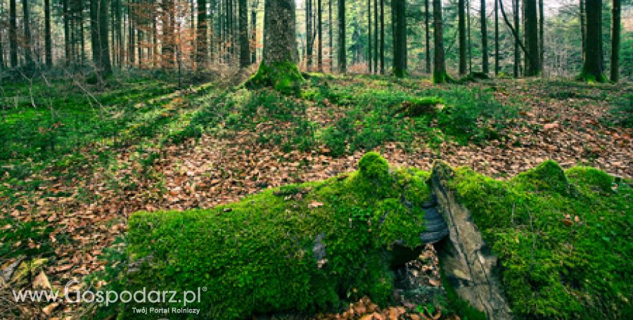 Już czas na złożenie wniosków o wypłatę wsparcia na grunty zalesione w ramach PROW 2007 -2013