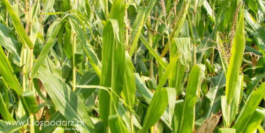 Ceny zbóż na giełdach krajowych