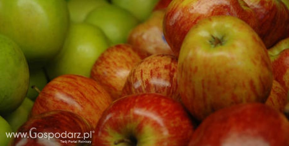 Holandia – Wysoki stan zapasów jabłek i gruszek