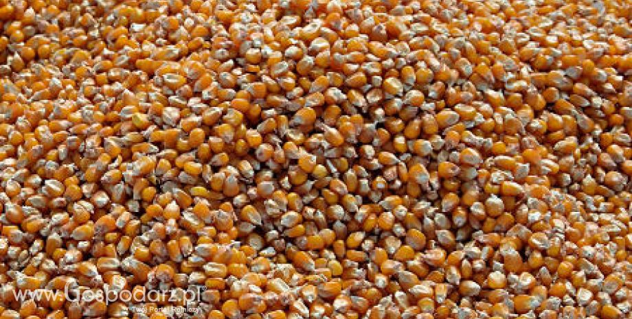 Notowania zbóż na giełdach światowych - 01.02.2012
