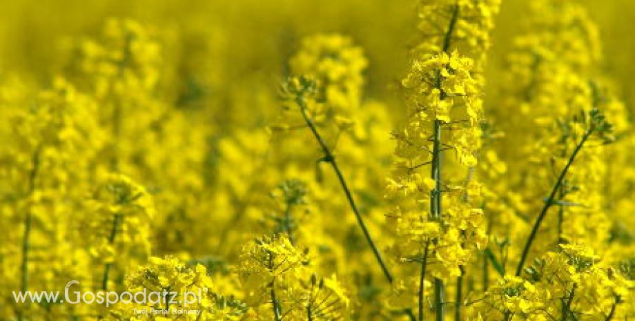 Większy areał upraw rzepaku ozimego