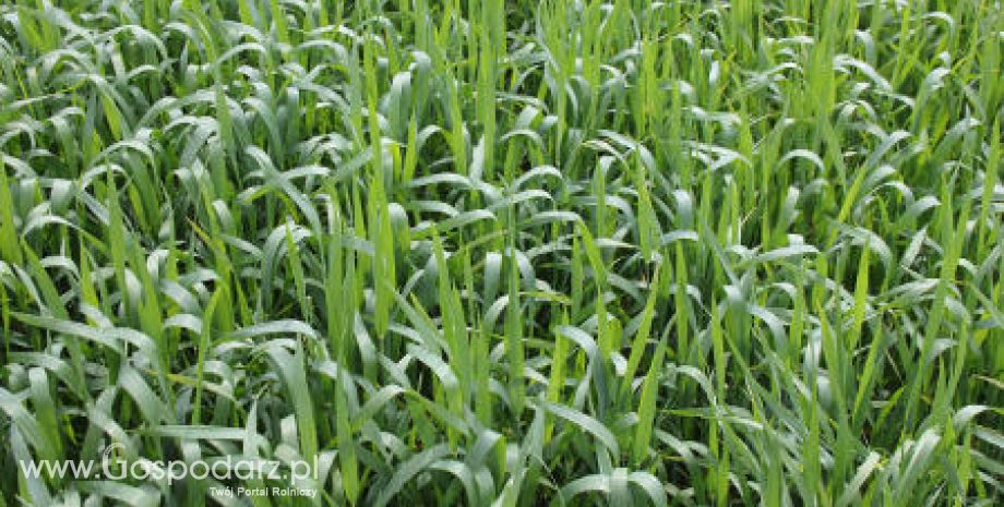 Tydzień pod znakiem spadków cen zbóż 18.06.2012