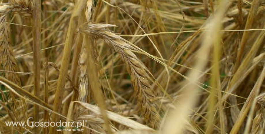 Ceny zbóż na giełdach światowych – 26.01.2012