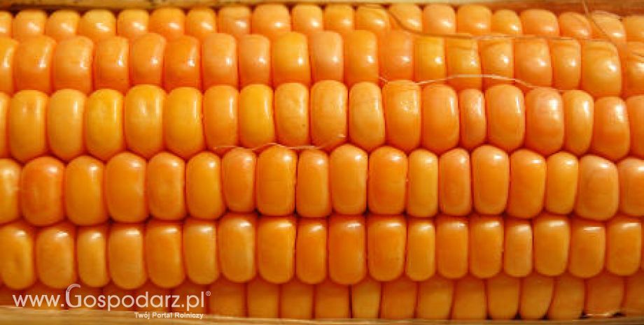 Ceny zbóż na giełdach światowych – 24.01.2012